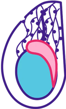 Varicocele Embolization icon